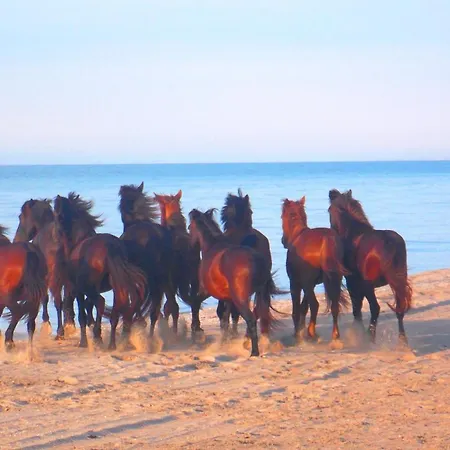 Traditional House In Danube Delta