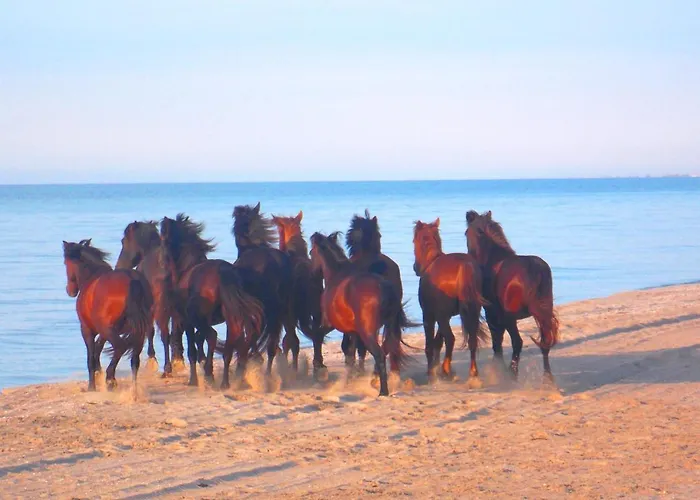 Traditional House In Danube Delta
