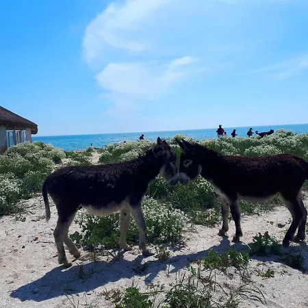 Traditional House In Danube Delta * Jurilovca