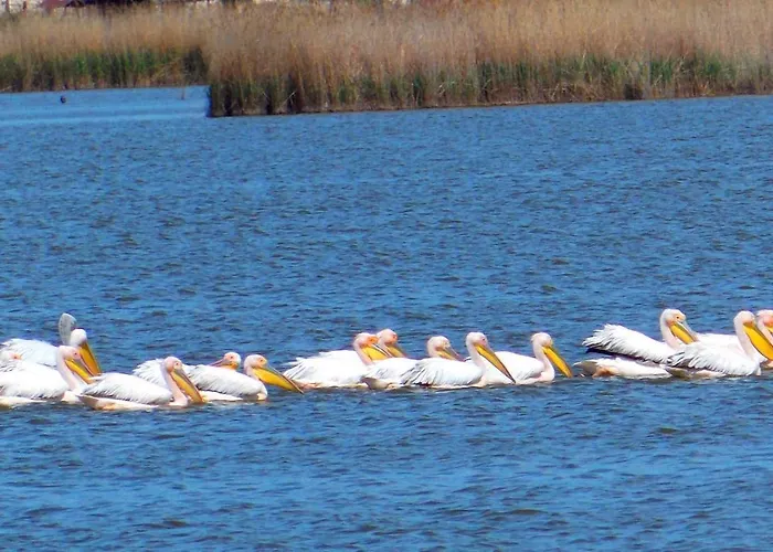 Traditional House In Danube Delta ヴィラ ジュリロヴカ
