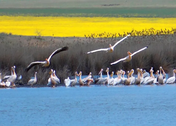 ヴィラ Traditional House In Danube Delta