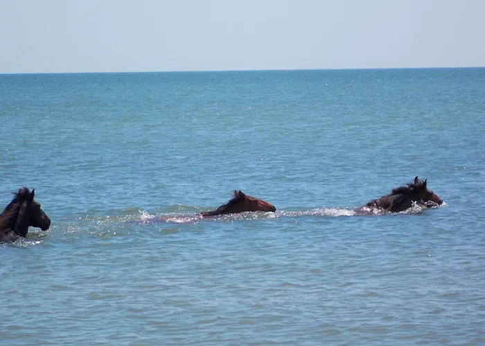 Traditional House In Danube Delta ヴィラ ジュリロヴカ