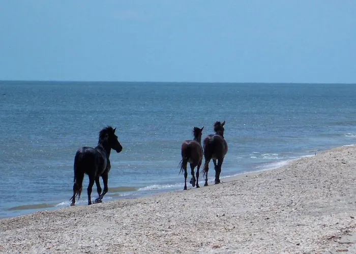 Traditional House In Danube Delta * ジュリロヴカ